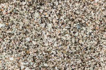 The texture of the sea shore is covered with shell fragments. Background for design.