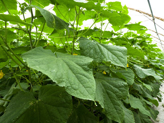 Flowering and fruiting cucumbers in industrial horticulture