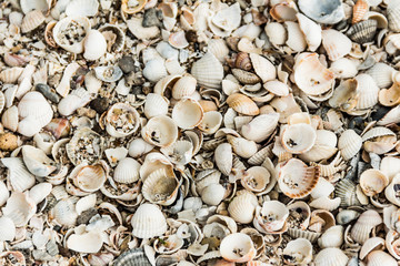Background of many different sea shells.