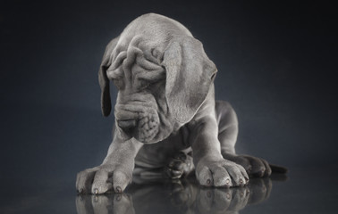 Fototapeta premium Sleepy Great Dane puppy