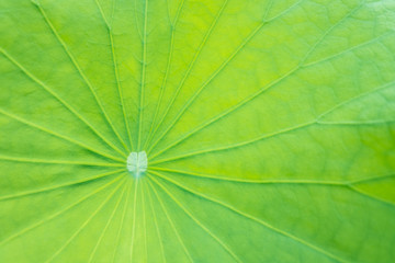 Fototapeta na wymiar Lotus leaf texture and background.
