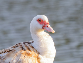 Portrait of a duck close-up.