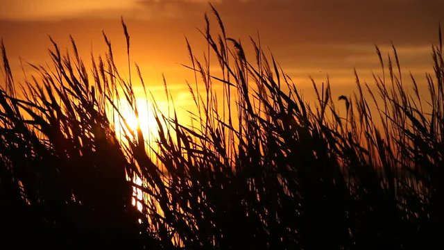 Atlantic ocean coastline with bulrush at sunset