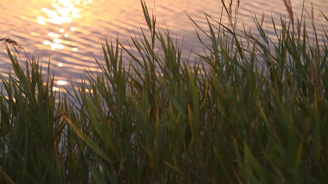 Atlantic ocean coastline with bulrush at sunset