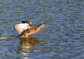 Duck takes off from the surface of the lake.