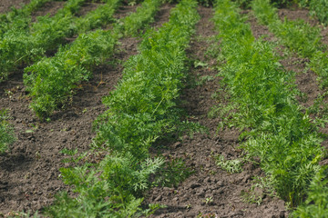Fototapeta na wymiar Green shrubs of carrots on the garden
