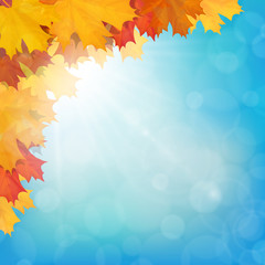 Naklejka na ściany i meble Autumn maple leaves on sun and sky background. Realistic vector illustration.