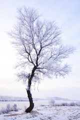 Rime on trees,Jilin Province,China.