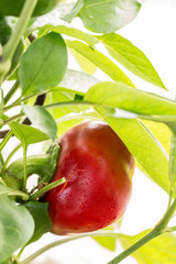 ripe red bell pepper in a greenhouse
