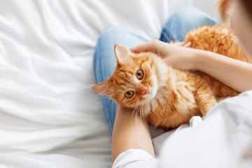 Obraz premium Śliczny rudy kot leży na rękach kobiety. Puszysty zwierzak wygodnie ułożył się do snu lub zabawy. Śliczne przytulne tło z miejscem na tekst. Poranna pora snu w domu.