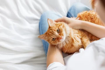 Papier Peint photo Chat Cute ginger cat lies on woman's hands. The fluffy pet comfortably settled to sleep or to play. Cute cozy background with place for text. Morning bedtime at home.