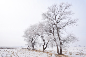 Fototapeta na wymiar Rime on trees,Jilin province,China.