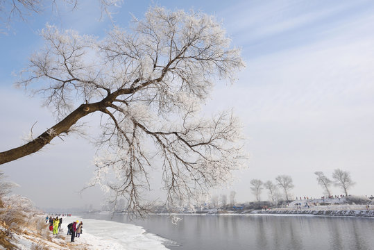 Rime on trees,Jilin province,China.