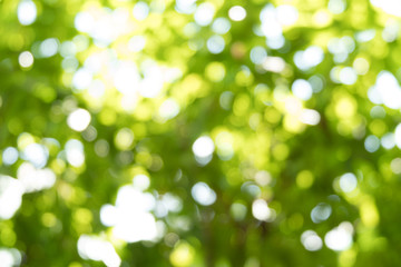 Obraz premium Nature bokeh background.