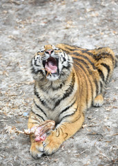 Siberian tiger preying.