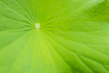 Closeup green lotus leaf texture.