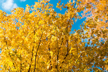 Autumn trees against the blue sky