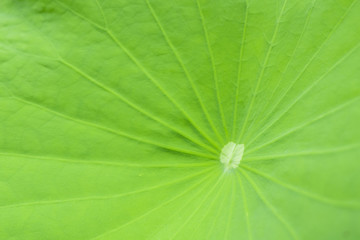 Closeup green lotus leaf texture.