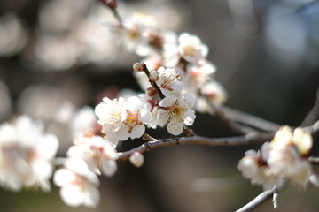 plum blossoms in Kairakuen Mito Japan