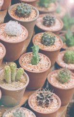 Small Cactus Plant Pot