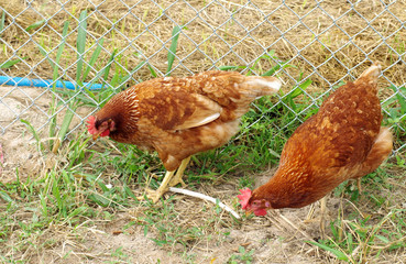 Chicken in the farm