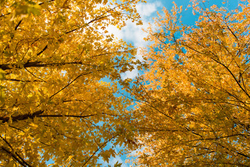 Autumn trees against the blue sky