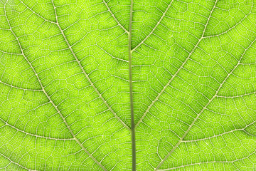 Naklejka na ściany i meble Close up the green leaf texture as green nature abstract background