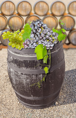 tonneaux, vigne et grappes de raisin 