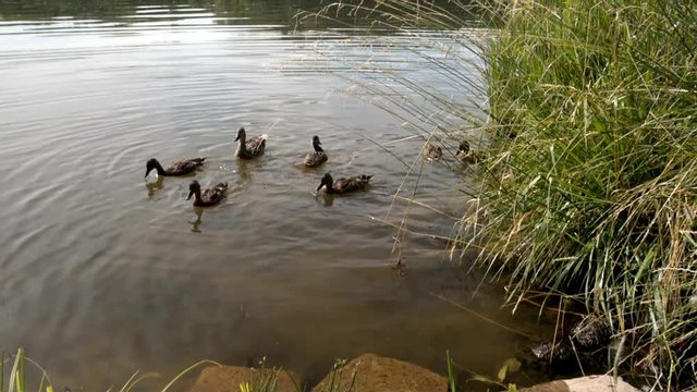 wild duck and little ducklings on the lake in the woods 