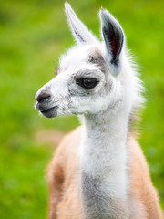 Fototapeta premium Baby llama portrait. Cute south american mammal.