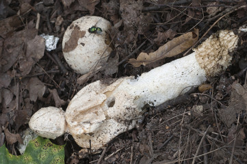 Phallus impudicus (common stinkhorn)