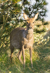 Deer in the wild