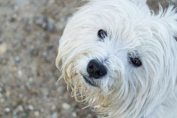 West Highland White Terrier
