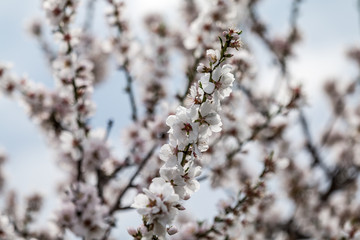 Close Up Blossom Flower