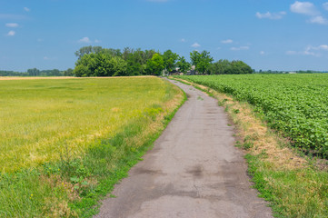 Fototapeta na wymiar Classic summer landscape with country road to remote village Gupalivka in central Ukraine