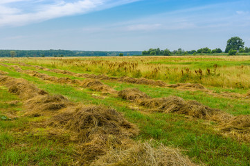 Summer landscape with rows of mown hay on a water-meadow