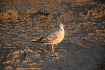Międzyzdroje 2017