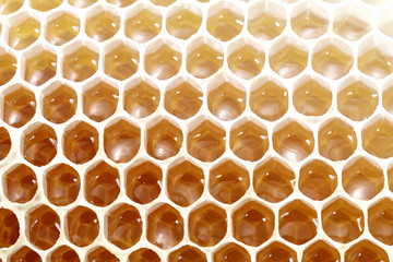 Honey bee wax honeycomb cells with sweet honey