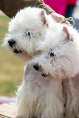 Two terrier puppy sitting on the green grass
