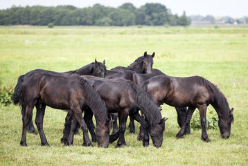 Obraz na płótnie Canvas young brown horses in dutch meadow near utrecht in holland