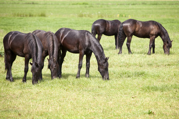 young brown horses in dutch meadow near utrecht in holland © ahavelaar