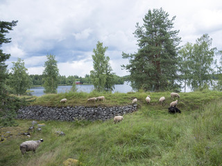 Obraz premium sheep in former fortification Särnäkoski in central Finland