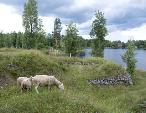 sheep in former fortification S&auml;rn&auml;koski in central Finland