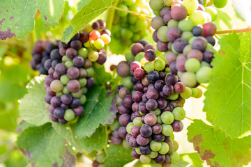 Close-up view of bunches of grapes at different stages of ripeness in the Champagne vineyard at sunset.