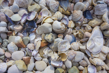 Kamyki i muszle na plaży © Robert