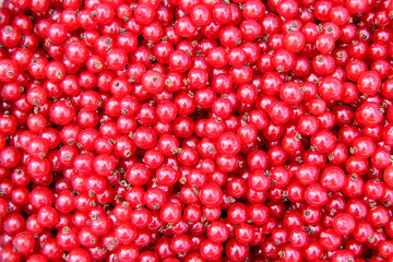redcurrant texture background 