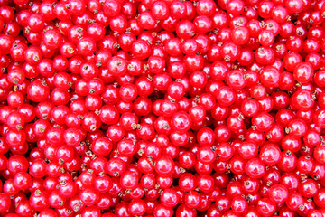 redcurrant texture background	