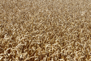 Wheat field. Ears of golden wheat close up. Beautiful Nature Sunset Landscape. Rural Scenery under Shining Sunlight. Background of ripening ears of meadow wheat field. Rich harvest. Golden wheat field