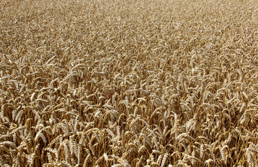 Wheat field. Ears of golden wheat close up. Beautiful Nature Sunset Landscape. Rural Scenery under Shining Sunlight. Background of ripening ears of meadow wheat field. Rich harvest. Golden wheat field