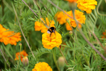 Bee Bumblebee Drink Nectar on Tagetes Marigolds Flowers